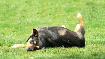 Hypoallergenic Dog Myth