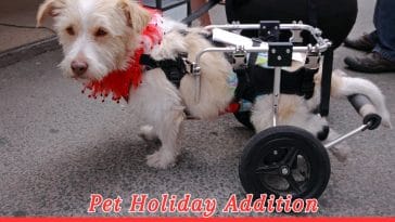 National Walk ‘n’ Roll Dog Day