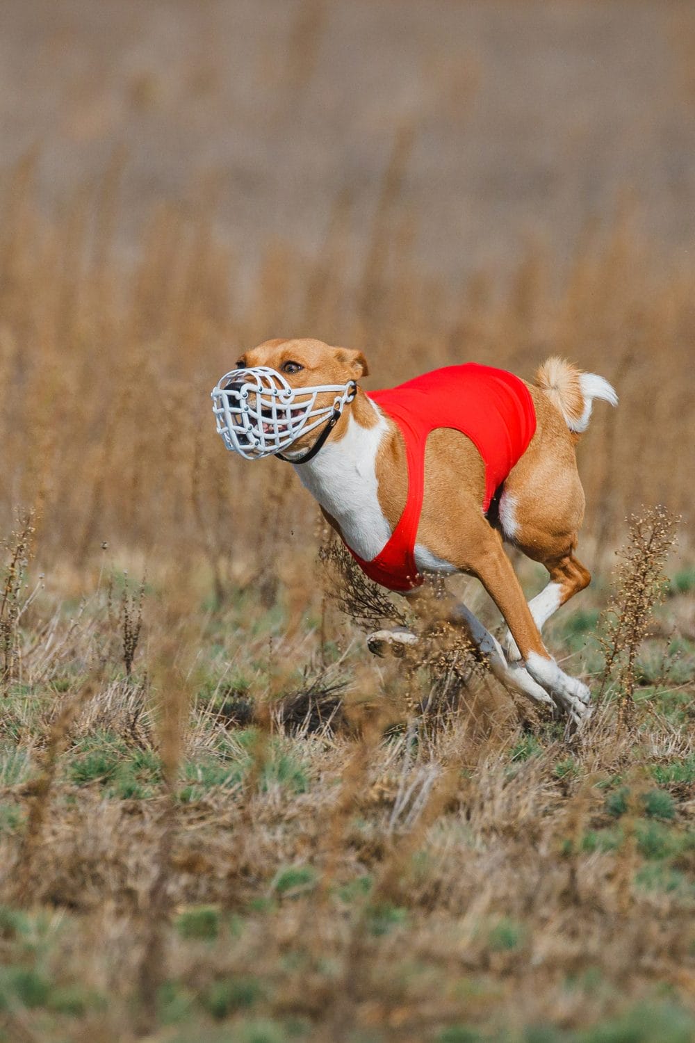 Bait Dog Myth: Unveiling the Facts and Dispelling Misconceptions - PetPress