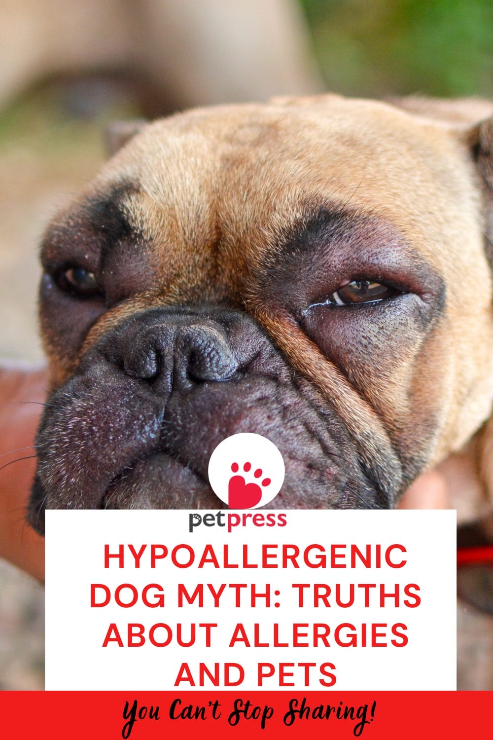 Hypoallergenic Dog Myth