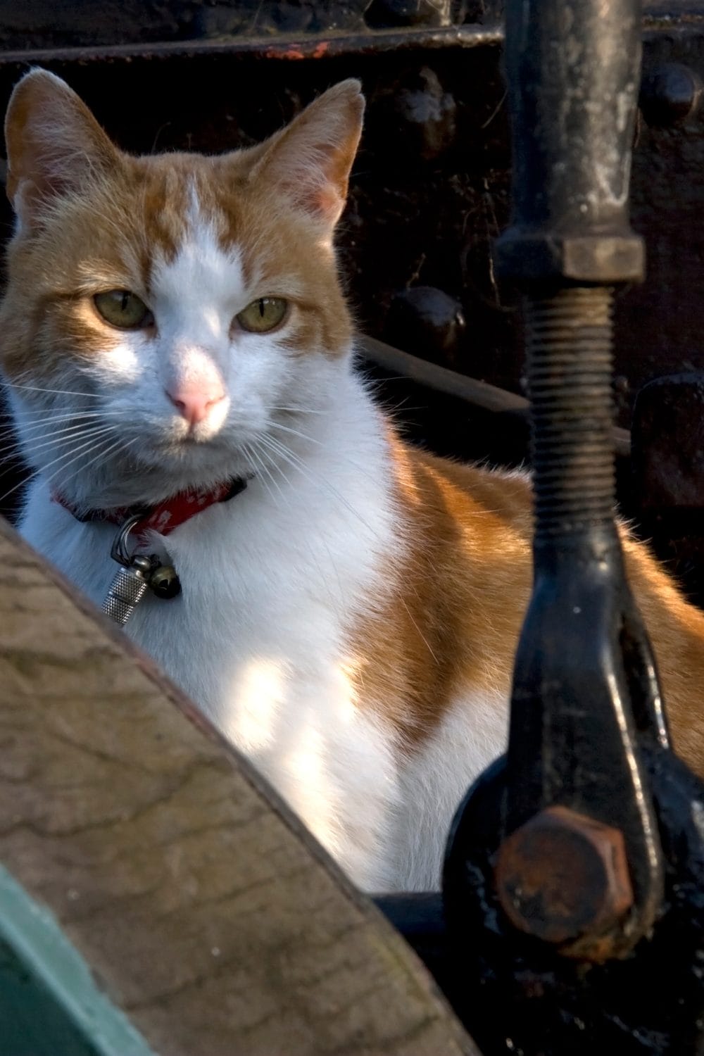 National Meow Like a Pirate Day Unleash the Fun with Your Feline