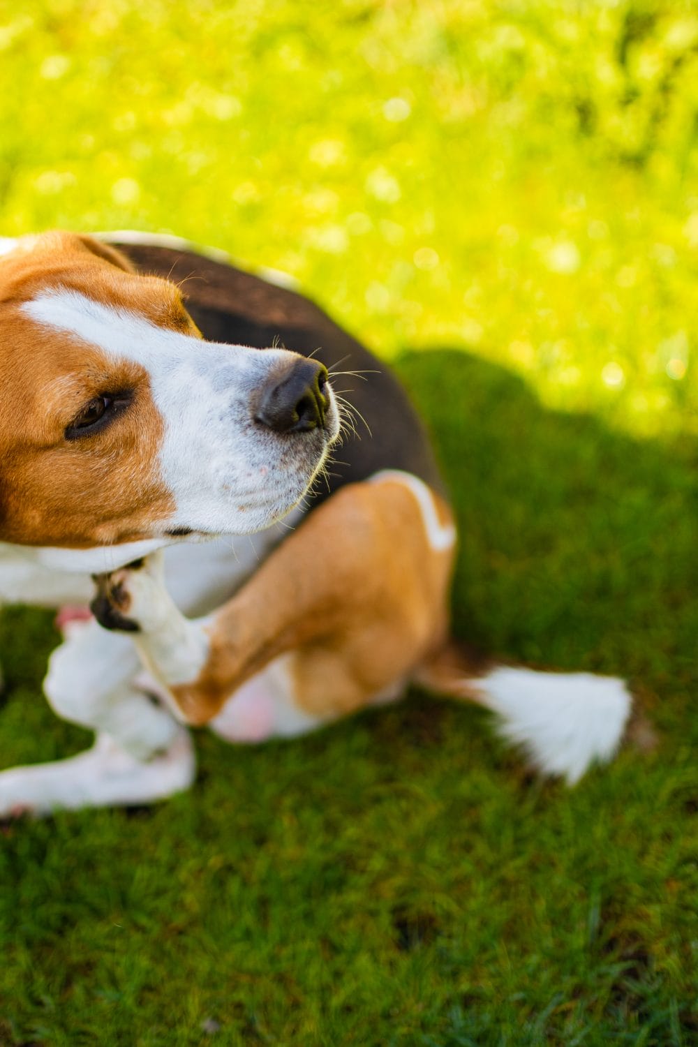 Hypoallergenic Dog Myth