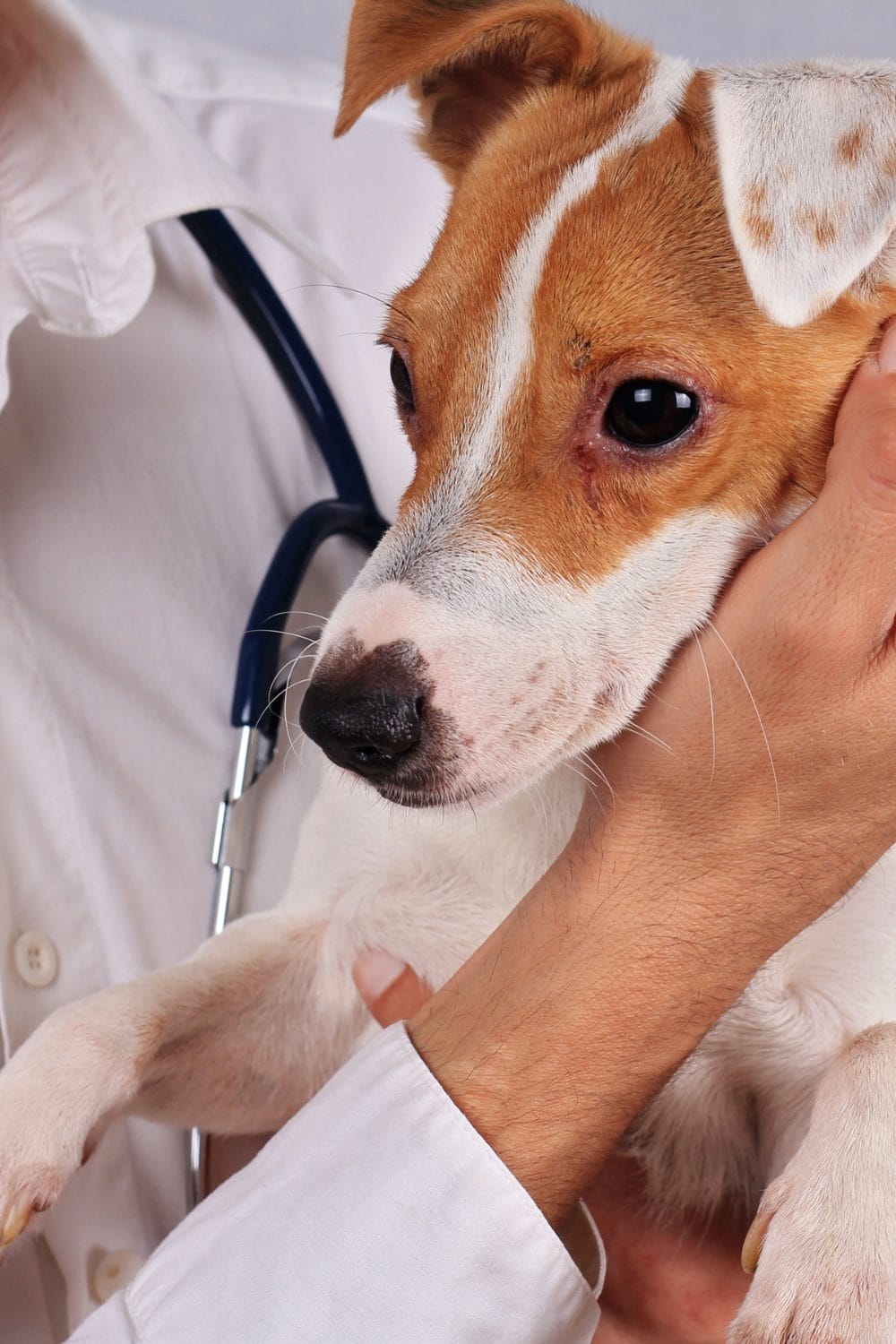 Hypoallergenic Dog Myth