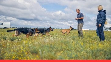 Detective Dogs How Canines Help Solve Crimes