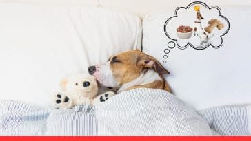 Pet Dreams What Really Happens When They Sleep