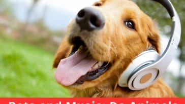 Pets and Music_ Do Animals Have a Favorite Tune