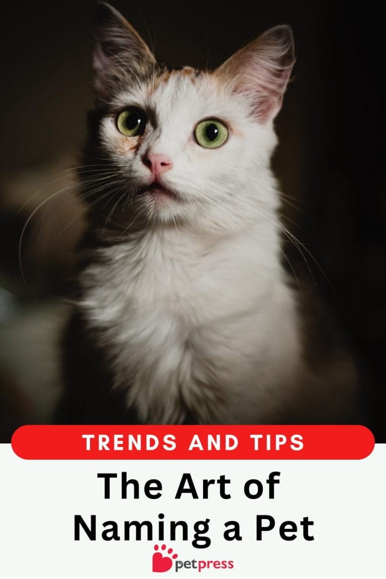 The Art of Naming a Pet Trends and Tips PetPress