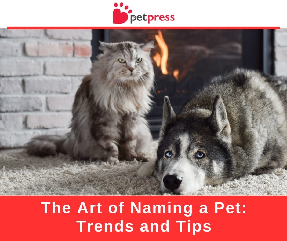 The Art of Naming a Pet Trends and Tips PetPress