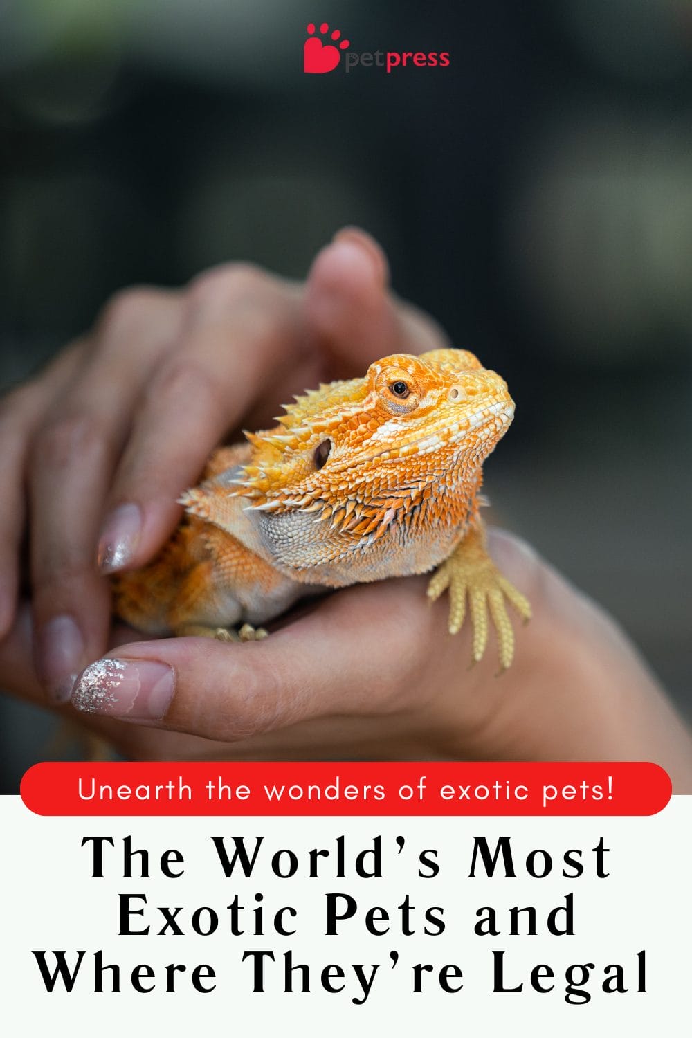 The World’s Most Exotic Pets and Where They’re Legal