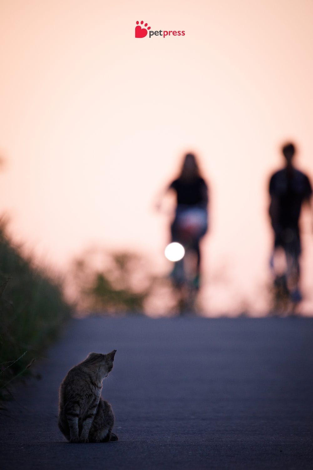 What Pets Teach Us About Love and Life PetPress