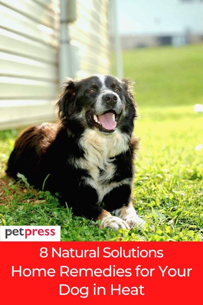 home remedies for dog in heat