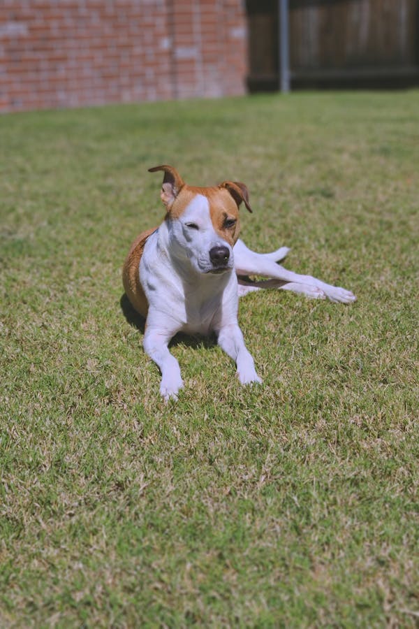 tips-for-dog-in-heat