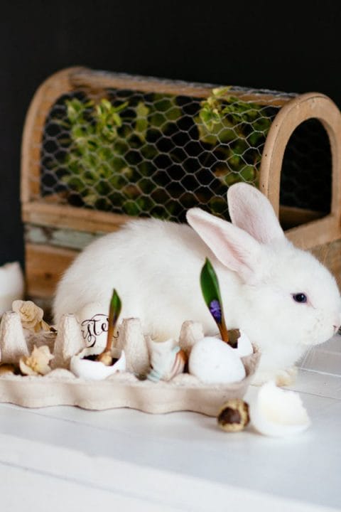 White Rabbit Myth: Cultural Significance Across the Globe
