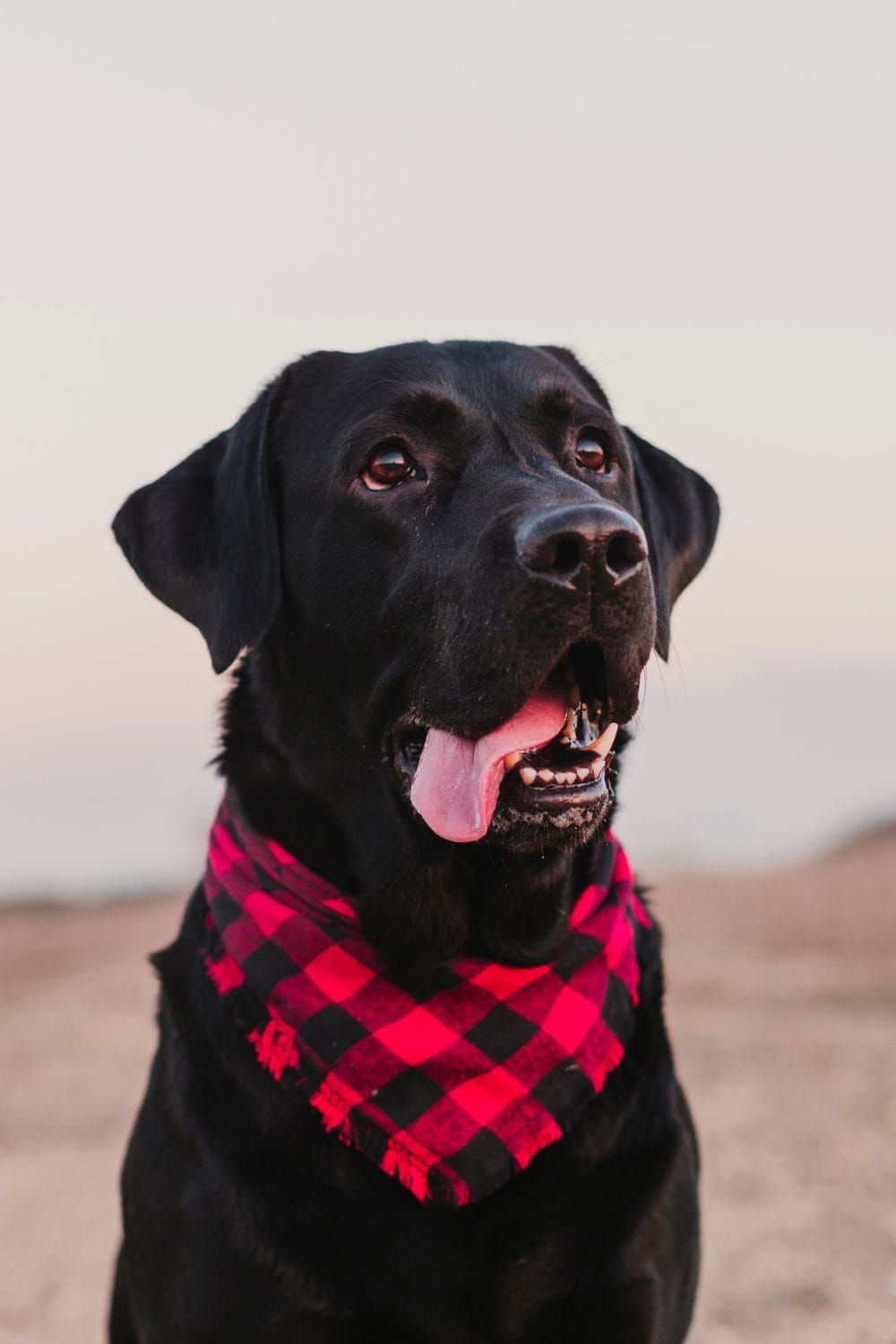 British Black Dog Myth: History, Facts, and Celebration - PetPress