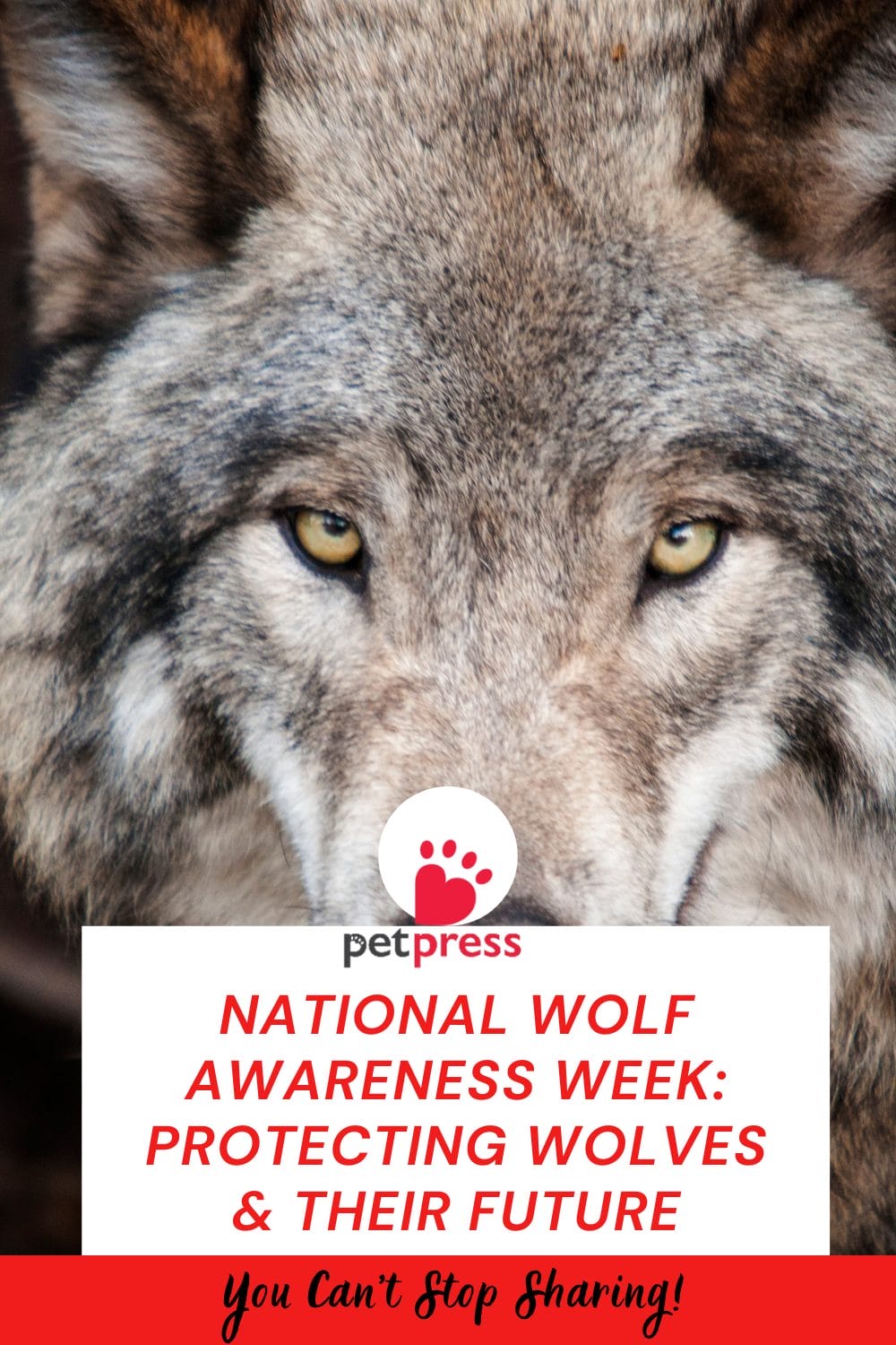 National Wolf Awareness Week