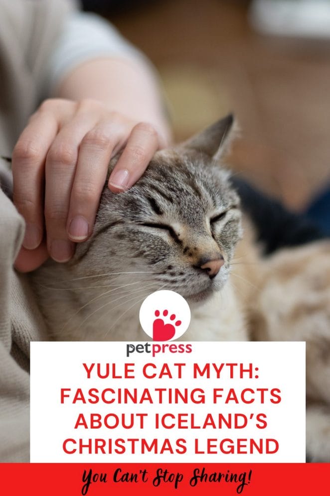 Yule Cat Myth: Fascinating Facts About Iceland’s Christmas Legend ...