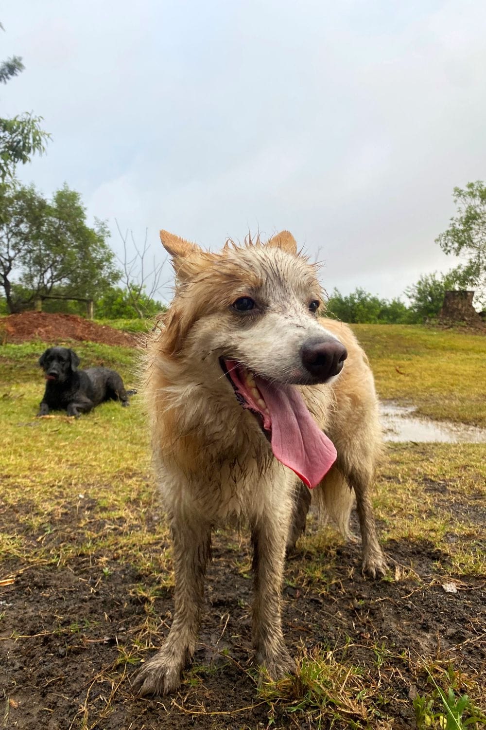 Muddy Dog Day