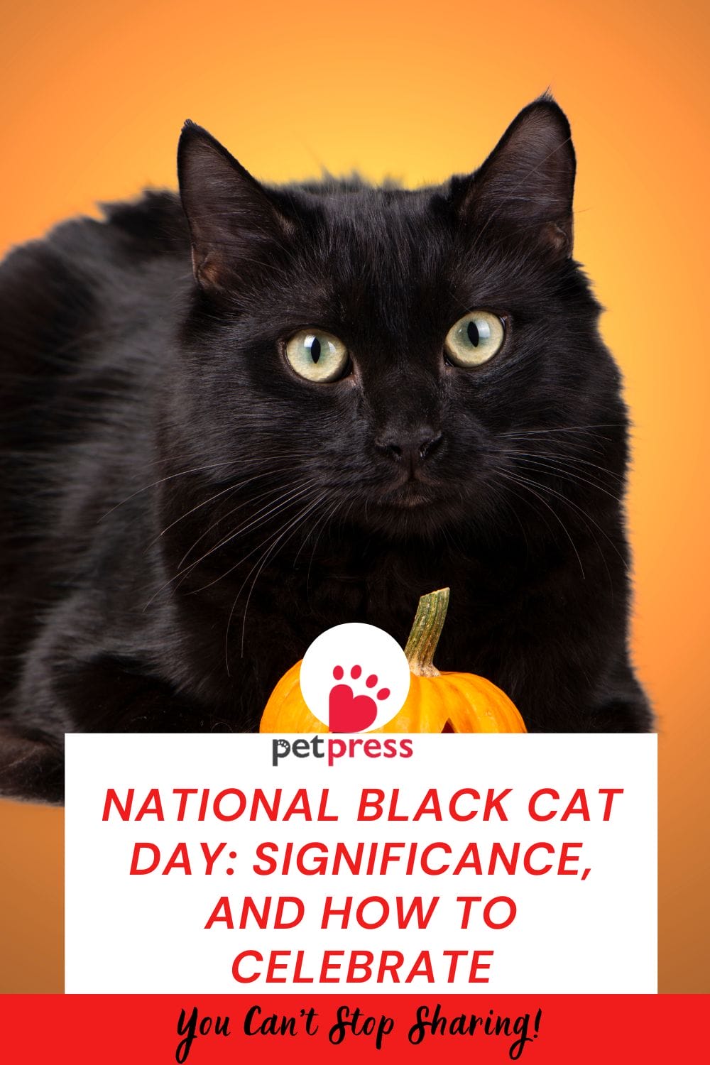 National Black Cat Day Significance, and How to Celebrate PetPress