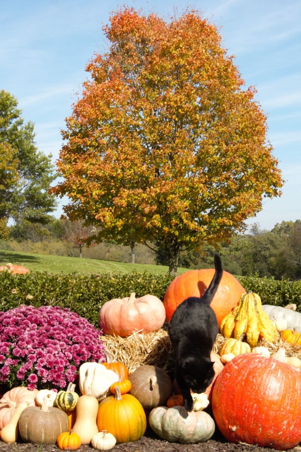 National Black Cat Day Significance, and How to Celebrate PetPress