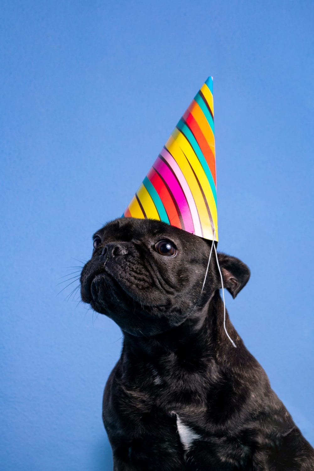 National Black Dog Day Celebrating Black Canine Companions PetPress