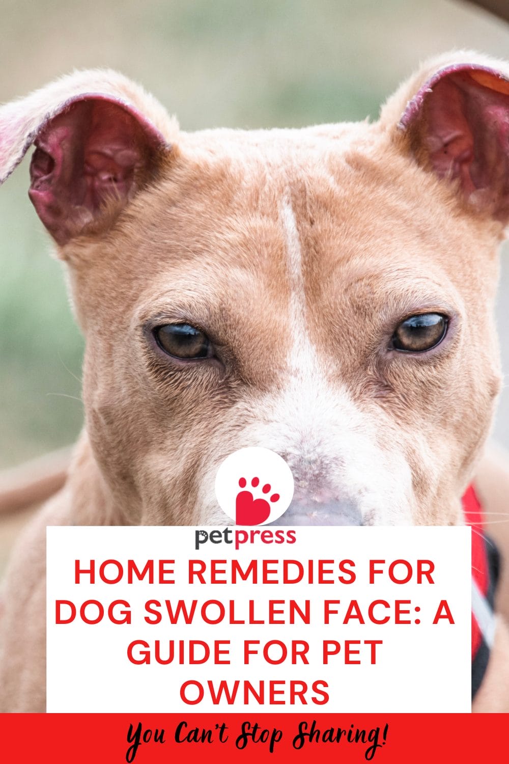 Home Remedies for Dog Swollen Face