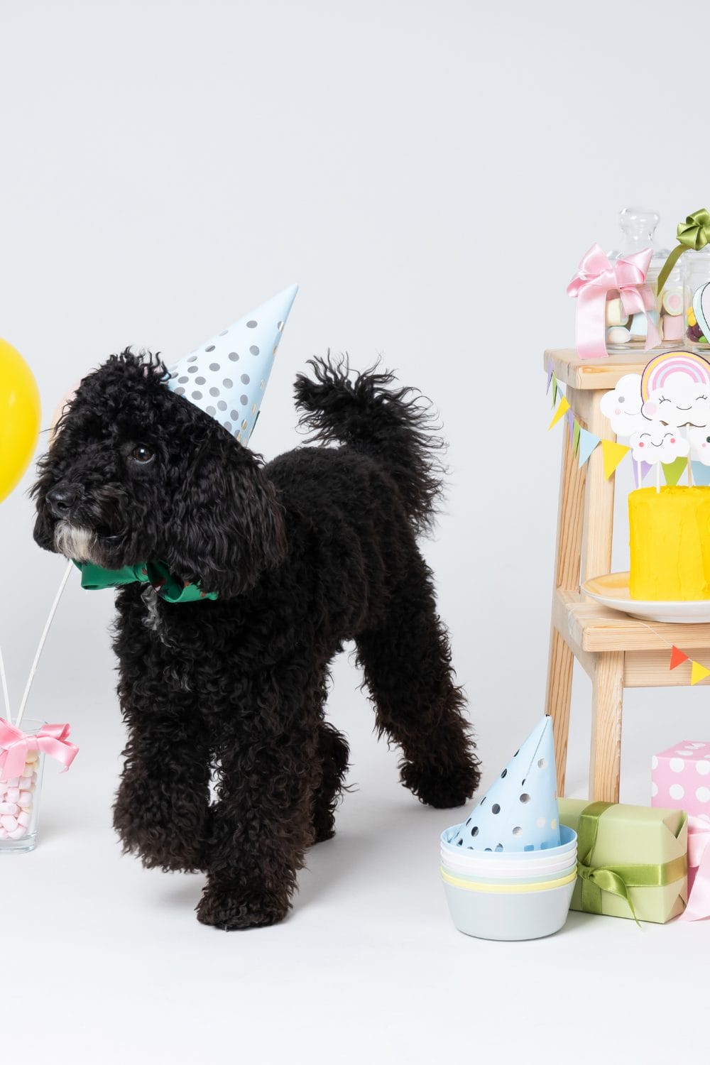 National Black Dog Day Celebrating Black Canine Companions PetPress