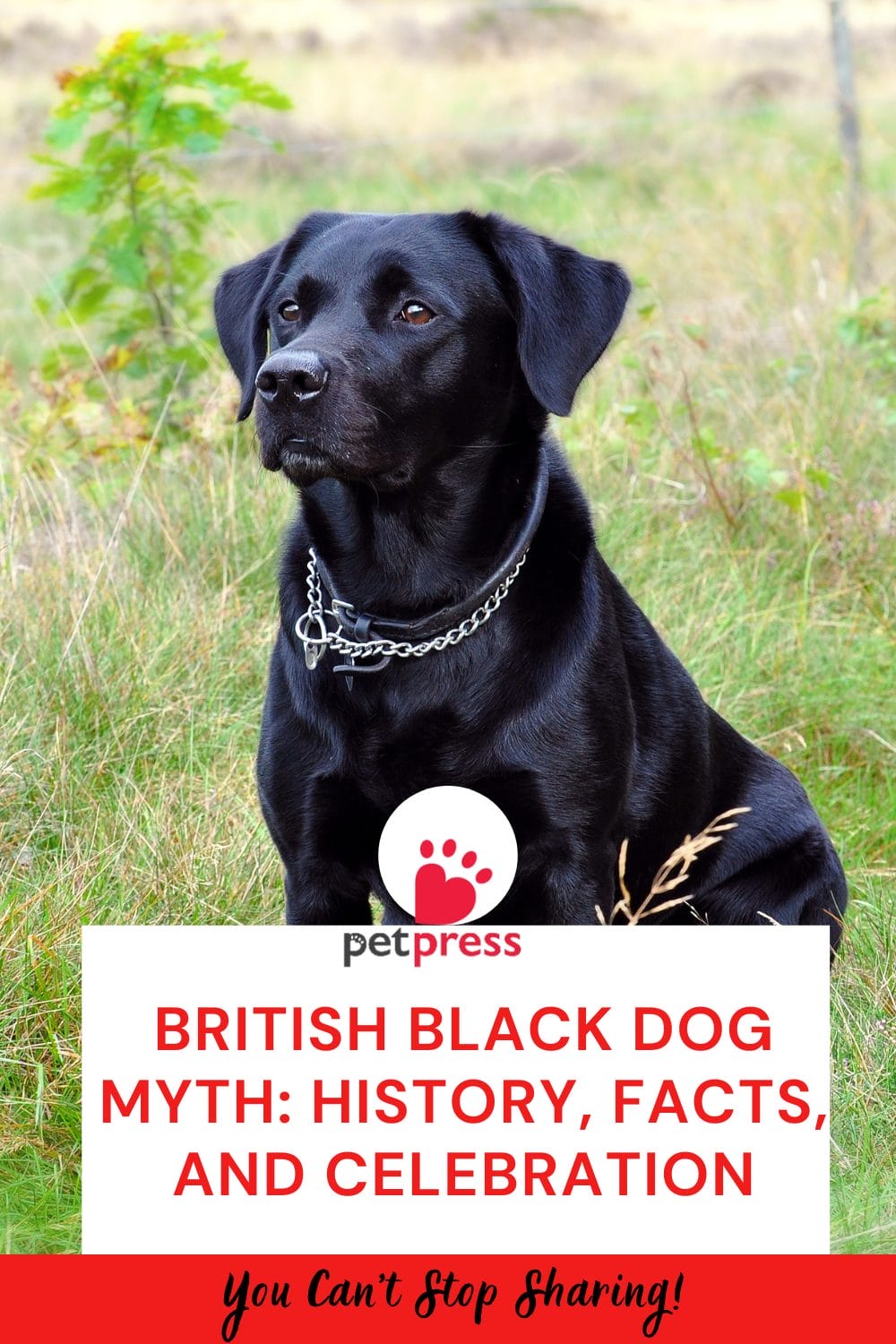 British Black Dog Myth
