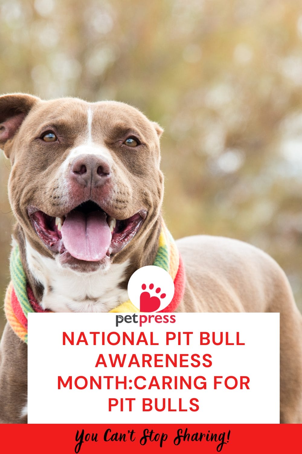 National Pit Bull Awareness Month: Caring for Pit Bulls - PetPress