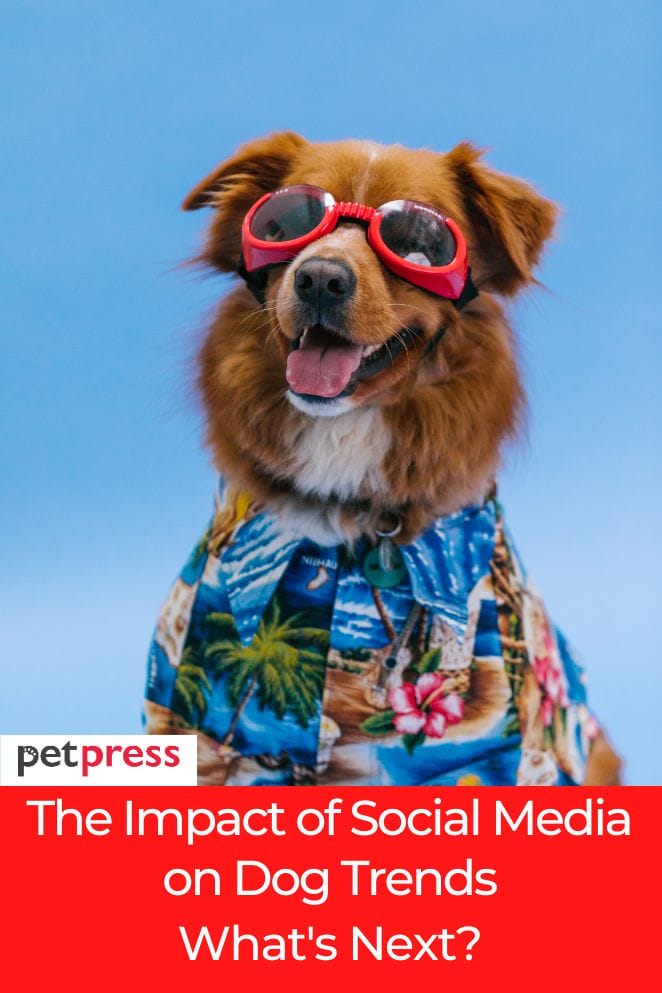 Social Media on Dog Trends