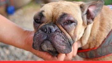 Home Remedies for Dog Swollen Face