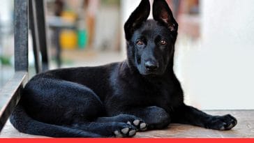 British Black Dog Myth