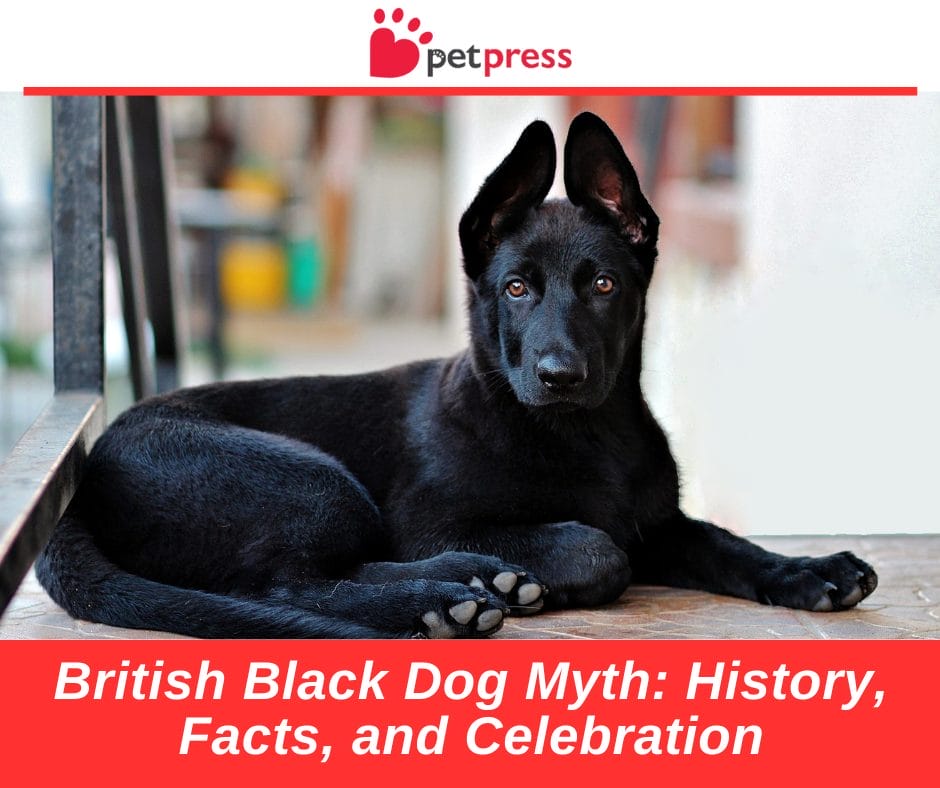 British Black Dog Myth: History, Facts, and Celebration - PetPress