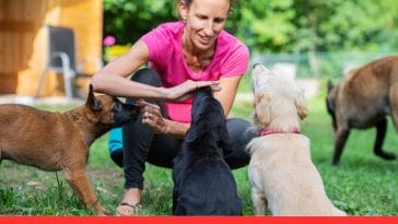 Puppy Training Myths