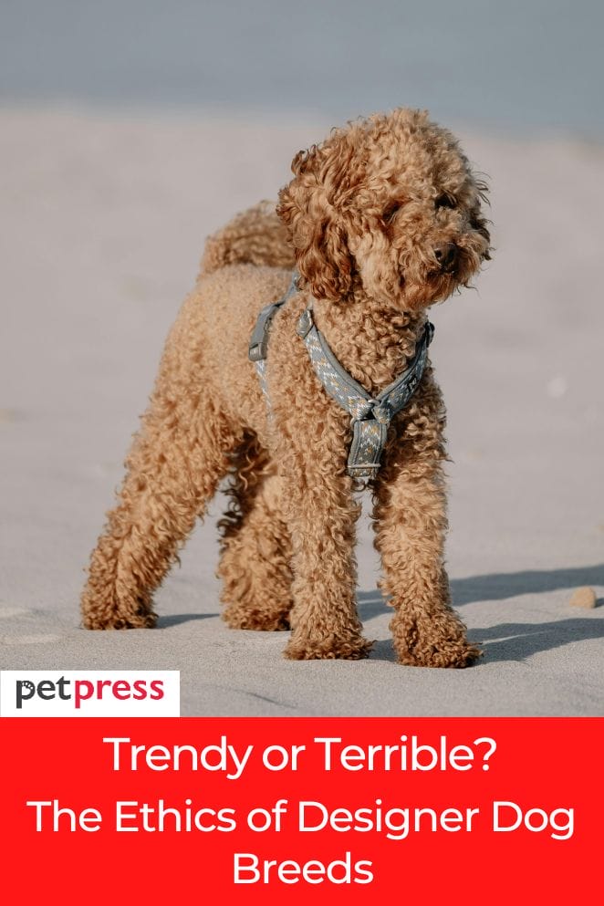 ethics of designer dog breeds