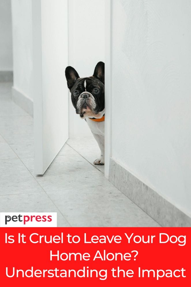 leave dog home alone