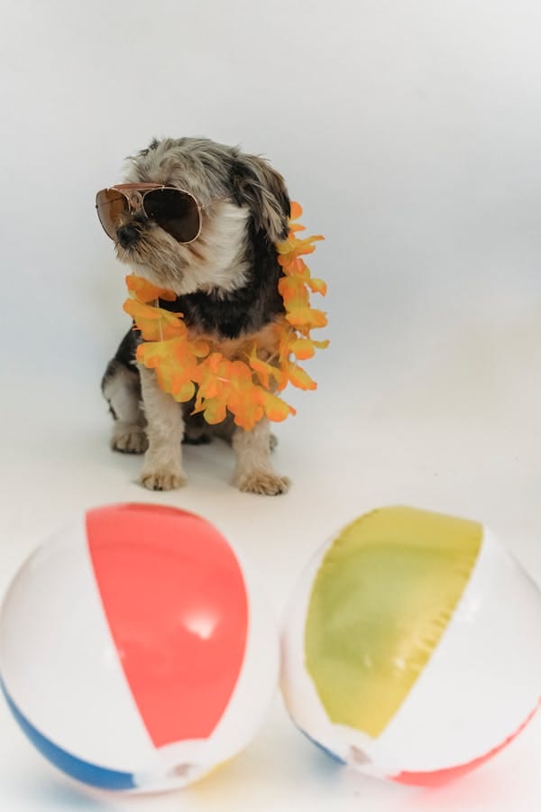 overspending-pet-products