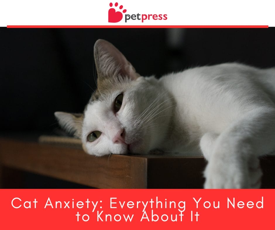 Image showcasing Cat Anxiety: Everything You Need to Know About It - PetPress