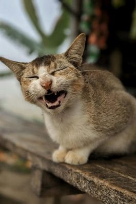 Debunking the Myth: Does Cat Purring Mean They’re Happy? - PetPress