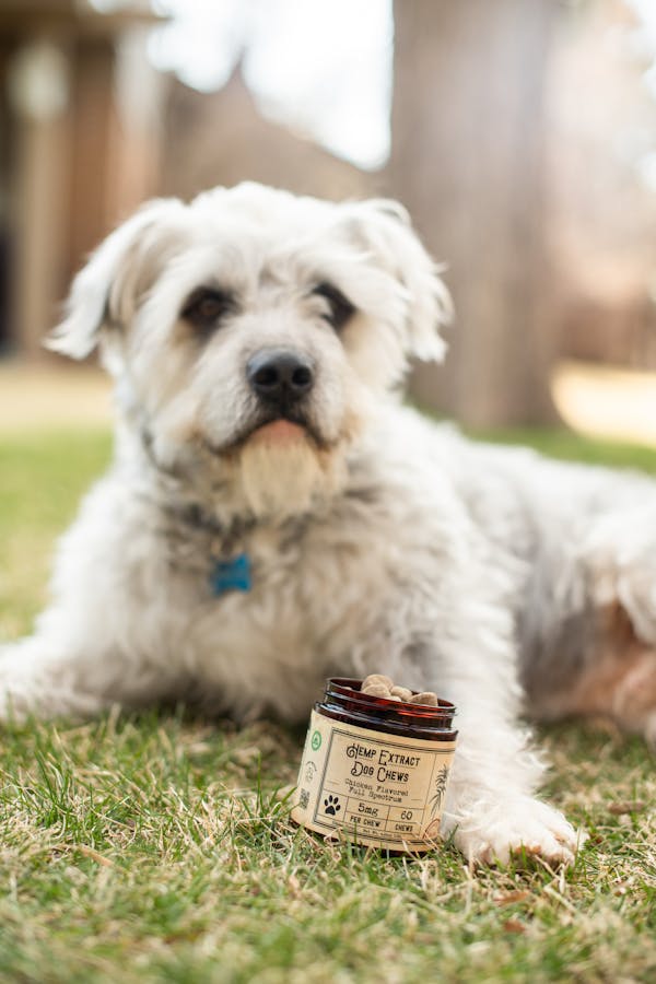 give-cbd-for-dog
