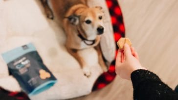 give-dog-treats