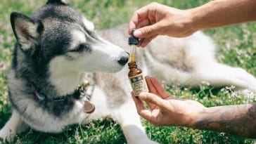 giving-dog-cbd