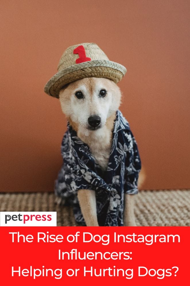 rise of dog instagram influencers