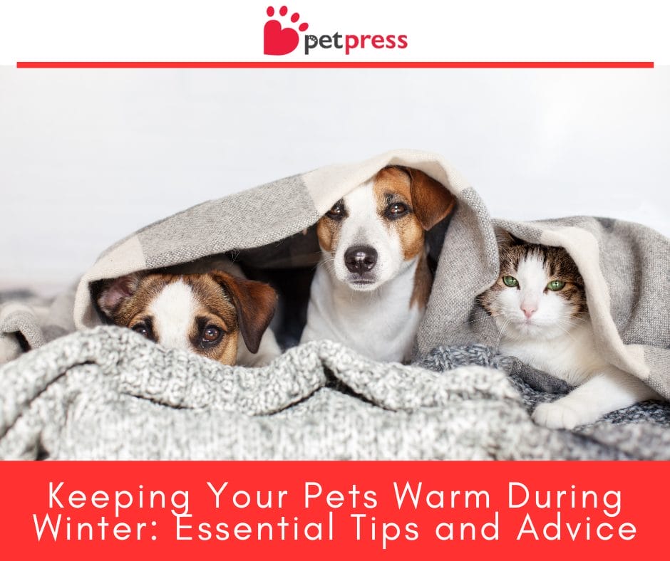 Keeping Your Pets Warm During Winter