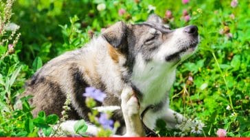 Dogs & Their Allergies