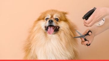 Dog Care Myths