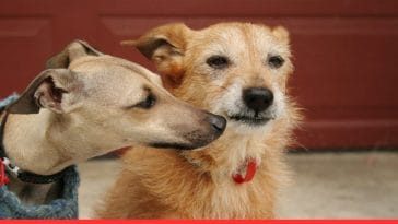 Small Dogs Misbehave