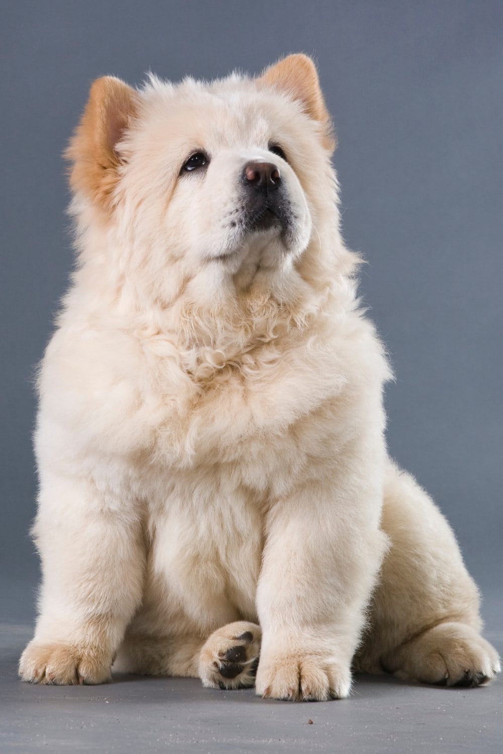 Chow Chow Dog Breed 
