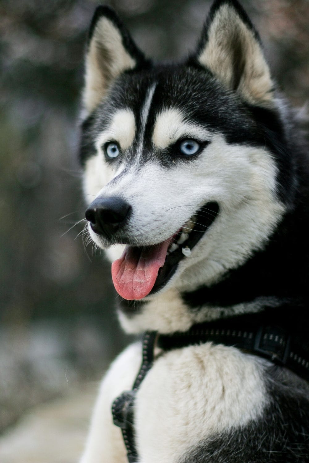 Siberian Husky Dog 