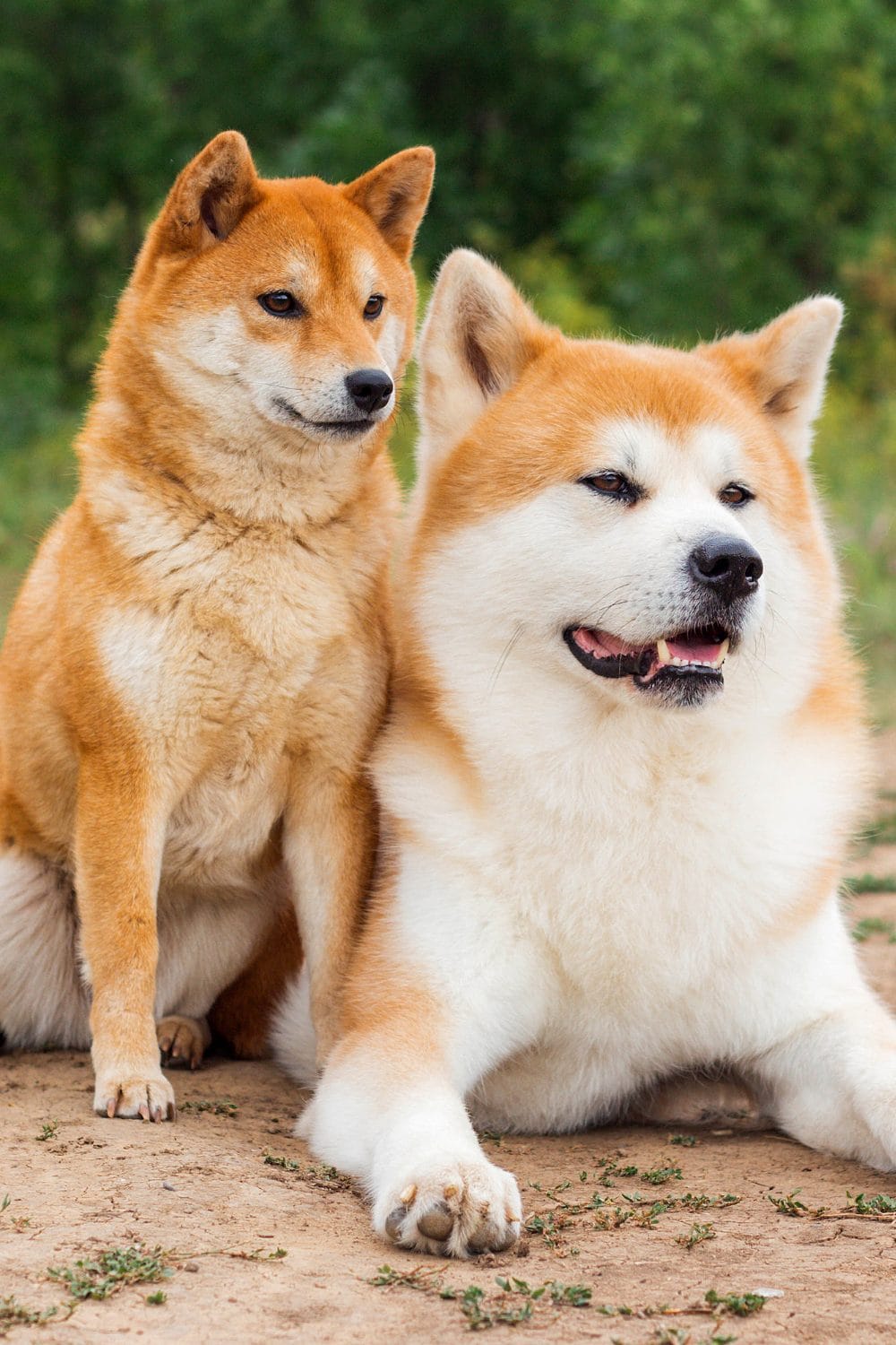 Akita Dog