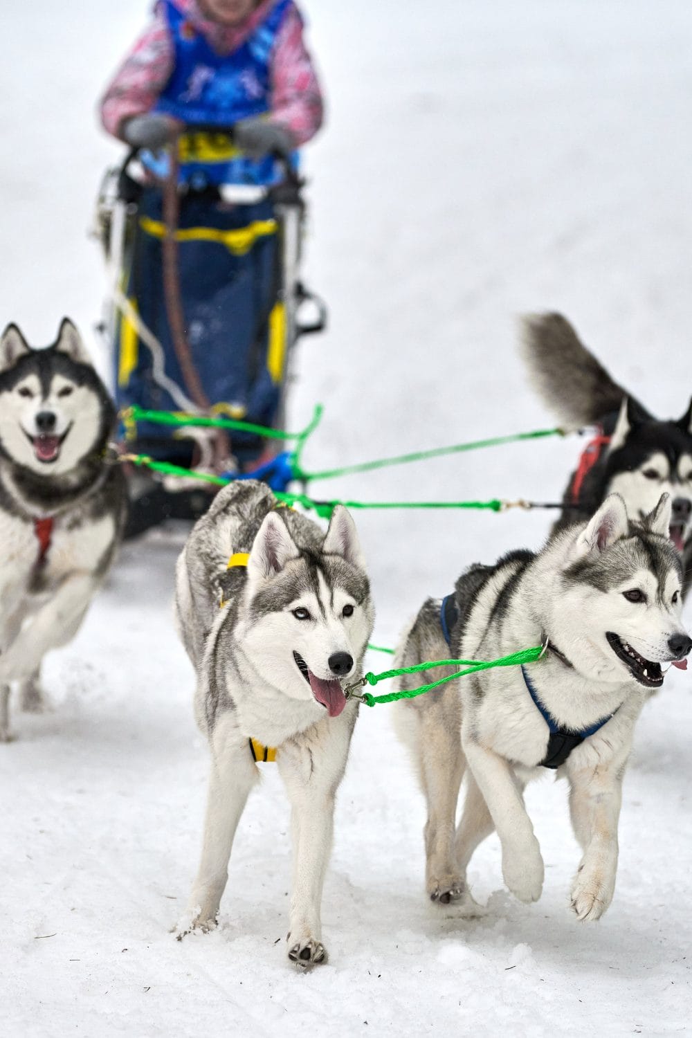 The Dark Side of Dog Competitions